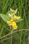 Prairie snoutbean